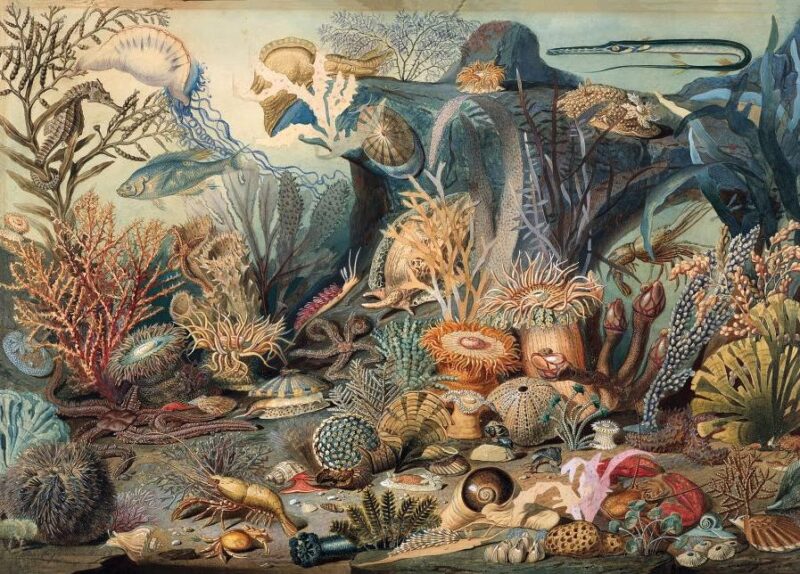 Puzzle Ocean Life (1000 Piece Puzzle)