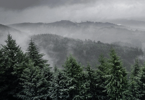 A gloomy, snow pine forest in the wilderness.